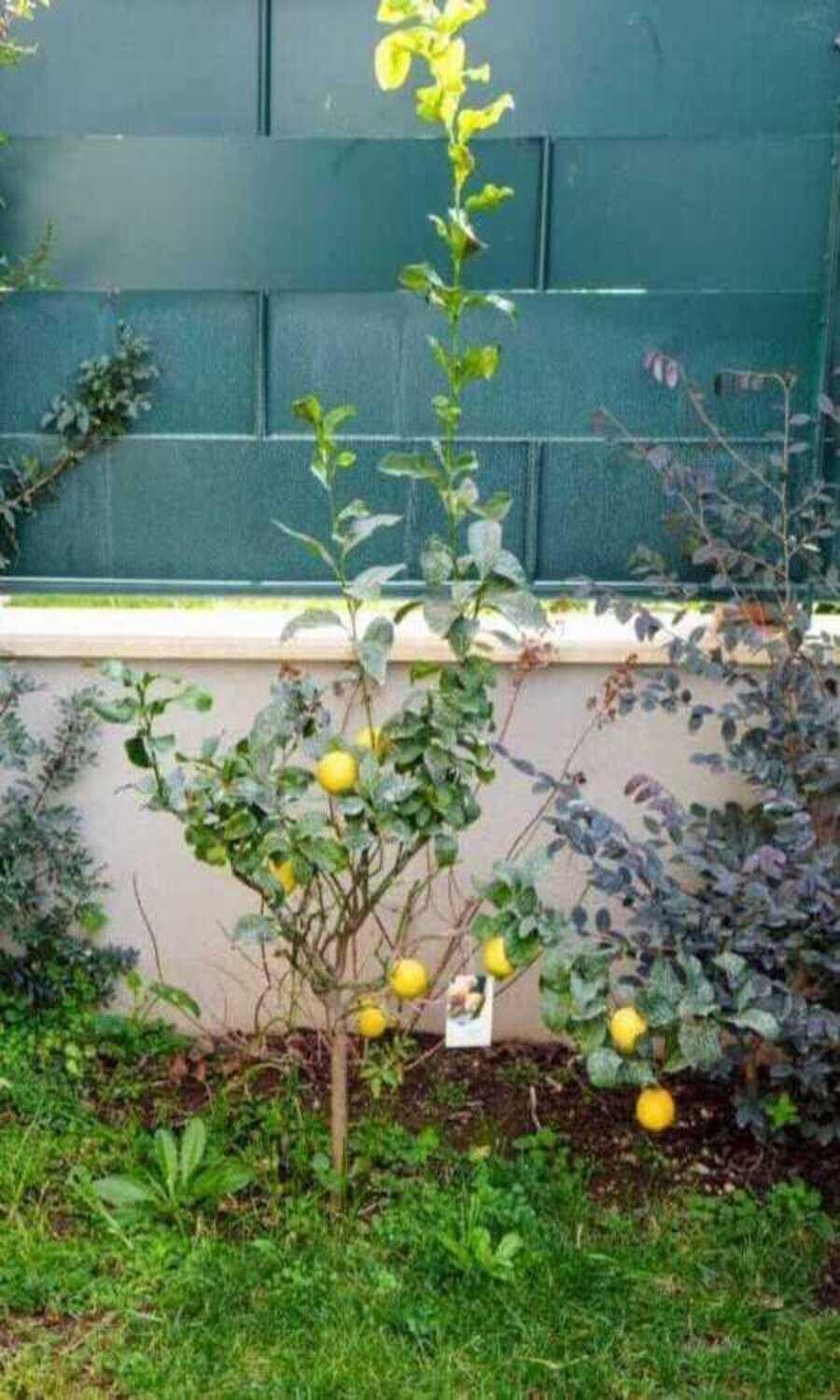 Il Giardino Di Limoni Villa Marino Exteriör bild