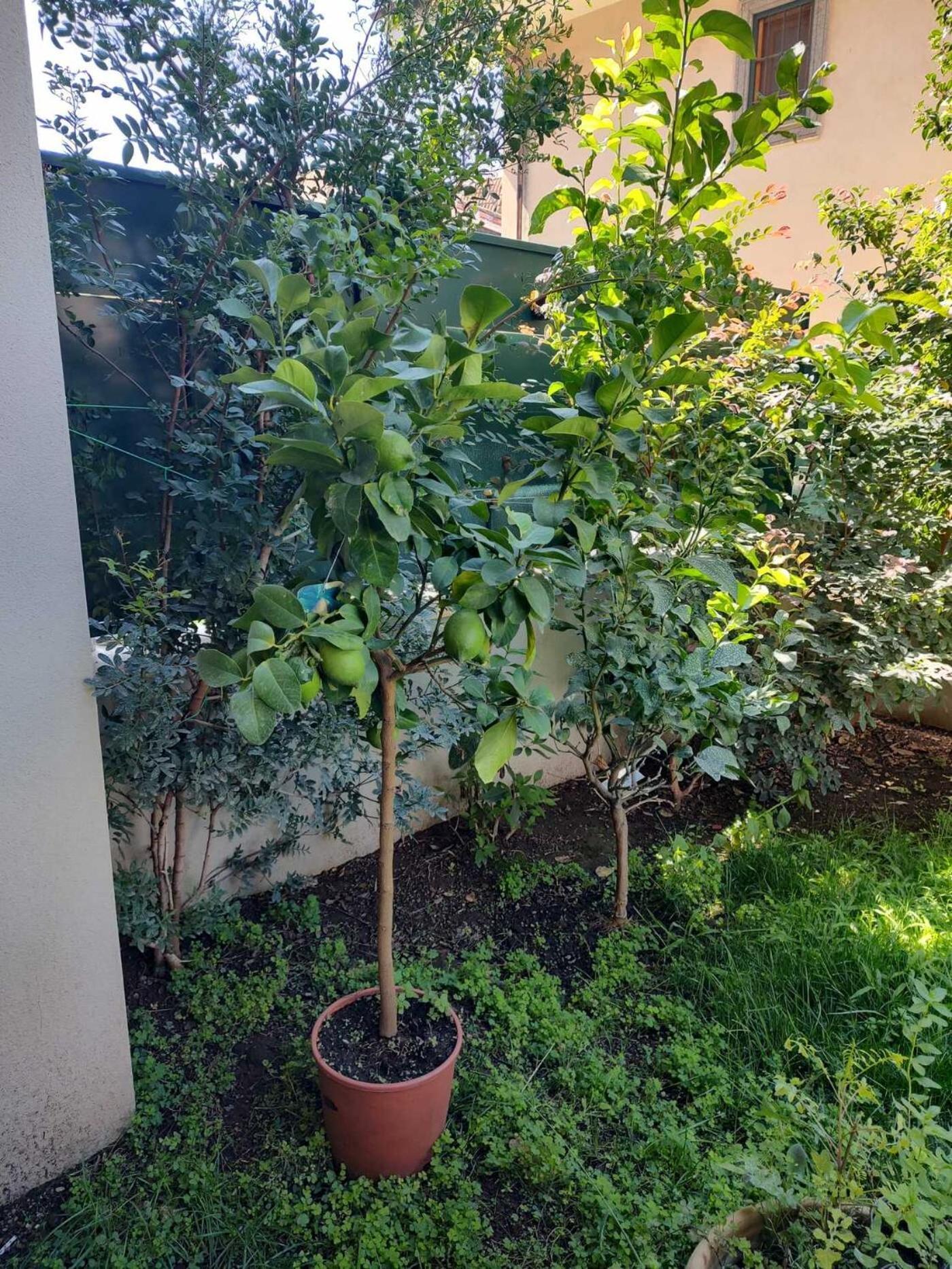 Il Giardino Di Limoni Villa Marino Exteriör bild